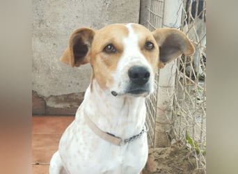 SARA-sanfte Seele mit großem Vertrauen sucht ihr Für-immer-Zuhause