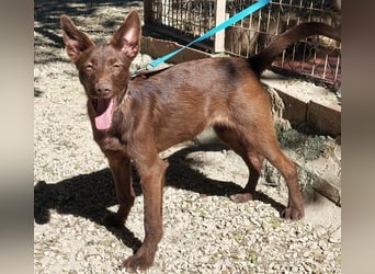 Zuckersüße TIFFANY-sucht liebevolles Für-immer-Zuhause