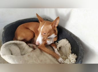 PIA sucht besonderes liebenswertes Für-immer-Zuhause