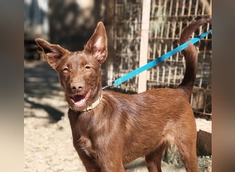 Zuckersüße TIFFANY-sucht liebevolles Für-immer-Zuhause