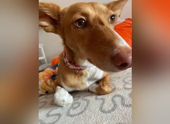 ZOEY-wartet sehnsüchtig auf Pflegestelle in 76756 Bellheim auf ihr Für-immer-Zuhause, gerne mit Lucy