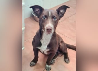 LANDO-freundlicher, fröhlicher, sanfter Bub sucht sein liebevolles Für-immer-Zuhause