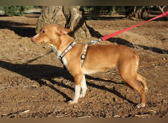 ARIEL-wunderschöne kleine Traumpodenca, sucht ihr liebevolle Zuhause