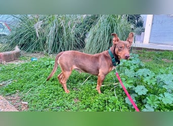 TOCHO- wartet ab 18.4.26 in 88662 Überlingen