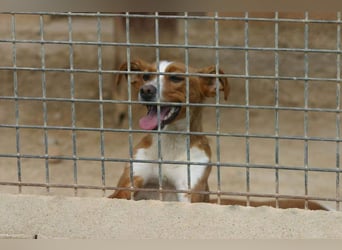 CANELA-jung, dynamisch, verschmust und auf der Suche nach leibevollem Für-immer-Zuhause