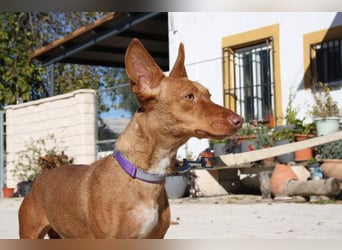 INMA-braucht dringend eine Familie der sie für den Rest ihres Lebens vertrauen kann