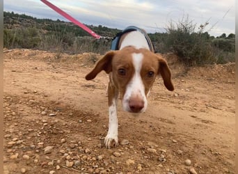 FINTIS- freundliches, bewegungsfreudiges, etwas schüchternes Mädchen sucht ihr liebevolles Zuhause