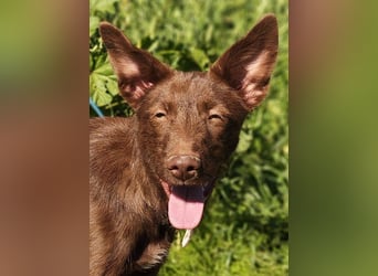 Zuckersüße TIFFANY-sucht liebevolles Für-immer-Zuhause