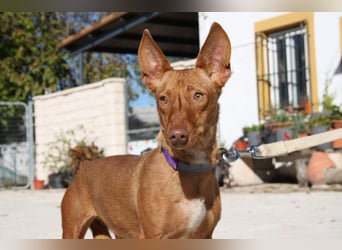 INMA-braucht dringend eine Familie der sie für den Rest ihres Lebens vertrauen kann