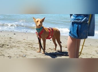 Nemo (Spanien) - zauberhafter kleiner Bub sucht seine Menschen