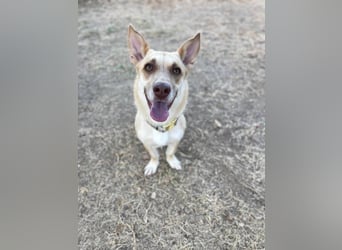 Zoe (Spanien) – kleine Füchsin mit großem Herzen sucht ihr Glück