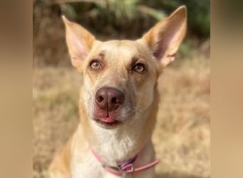 Zoe (Spanien) – kleine Füchsin mit großem Herzen sucht ihr Glück