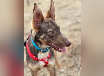 Elven (Spanien) – ein wunderschöner Podenco-Kelpie-Mischling mit markanten Augen