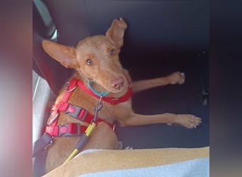 Nemo (Spanien) - zauberhafter kleiner Bub sucht seine Menschen