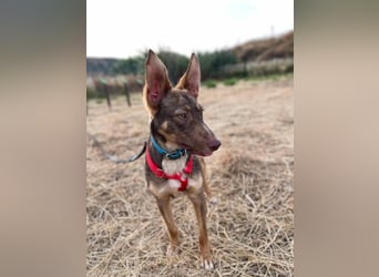Elven (Spanien) – ein wunderschöner Podenco-Kelpie-Mischling mit markanten Augen