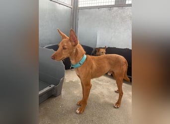 Nemo (Spanien) - zauberhafter kleiner Bub sucht seine Menschen