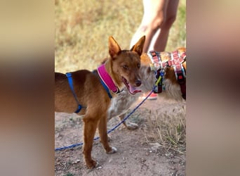 Chilifox (Spanien) – unsere bezaubernde Fuchsdame