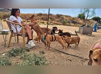 Nemo (Spanien) - zauberhafter kleiner Bub sucht seine Menschen