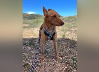 Nemo (Spanien) - zauberhafter kleiner Bub sucht seine Menschen