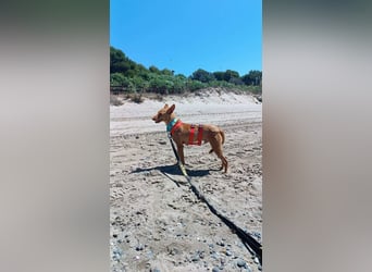 Nemo (Spanien) - zauberhafter kleiner Bub sucht seine Menschen