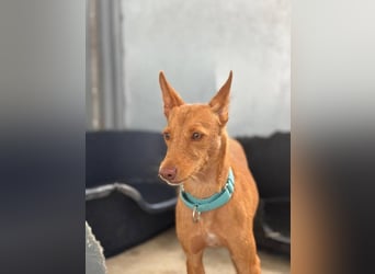 Nemo (Spanien) - zauberhafter kleiner Bub sucht seine Menschen