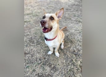 Zoe (Spanien) – kleine Füchsin mit großem Herzen sucht ihr Glück