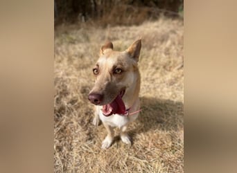 Zoe (Spanien) – kleine Füchsin mit großem Herzen sucht ihr Glück