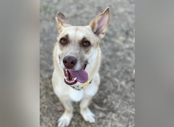 Zoe (Spanien) – kleine Füchsin mit großem Herzen sucht ihr Glück