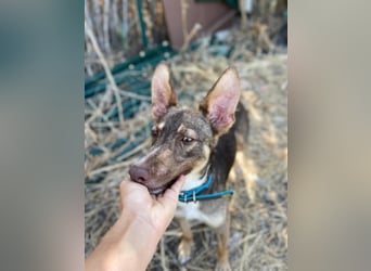 Elven (Spanien) – ein wunderschöner Podenco-Kelpie-Mischling mit markanten Augen