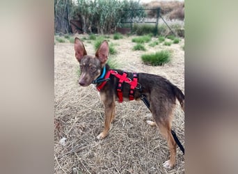 Elven (Spanien) – ein wunderschöner Podenco-Kelpie-Mischling mit markanten Augen