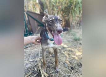 Elven (Spanien) – ein wunderschöner Podenco-Kelpie-Mischling mit markanten Augen
