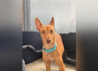 Nemo (Spanien) - zauberhafter kleiner Bub sucht seine Menschen