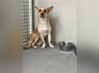 Zoe (Spanien) – kleine Füchsin mit großem Herzen sucht ihr Glück