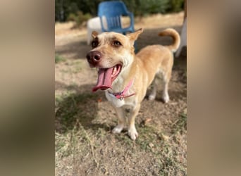 Zoe (Spanien) – kleine Füchsin mit großem Herzen sucht ihr Glück