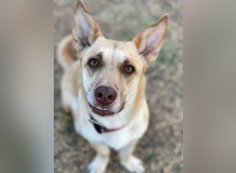 Zoe (Spanien) – kleine Füchsin mit großem Herzen sucht ihr Glück