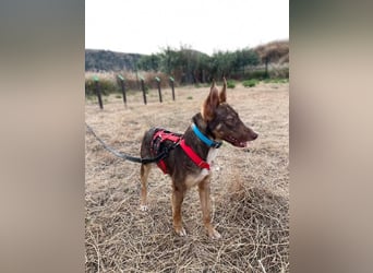 Elven (Spanien) – ein wunderschöner Podenco-Kelpie-Mischling mit markanten Augen