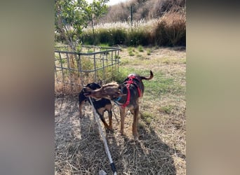 Elven (Spanien) – ein wunderschöner Podenco-Kelpie-Mischling mit markanten Augen