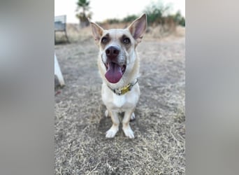 Zoe (Spanien) – kleine Füchsin mit großem Herzen sucht ihr Glück
