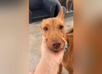 Nemo (Spanien) - zauberhafter kleiner Bub sucht seine Menschen