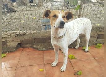 Sara - zutraulich und liebenswert