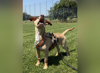 Puma - kleiner Podenco Maneto Mix mit Raketenbeinchen und Ideen im Kopf
