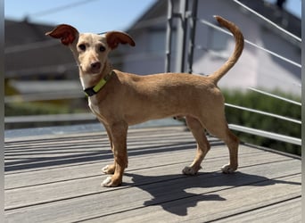Puma - kleiner Podenco Maneto Mix mit Raketenbeinchen und Ideen im Kopf