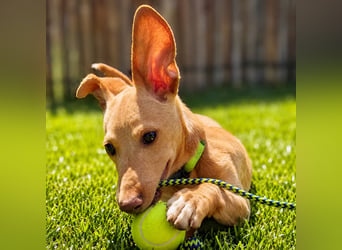 Puma - kleiner Podenco Maneto Mix mit Raketenbeinchen und Ideen im Kopf