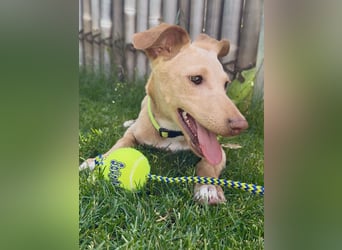 Puma - kleiner Podenco Maneto Mix mit Raketenbeinchen und Ideen im Kopf