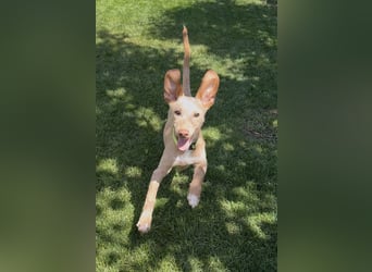 Puma - kleiner Podenco Maneto Mix mit Raketenbeinchen und Ideen im Kopf
