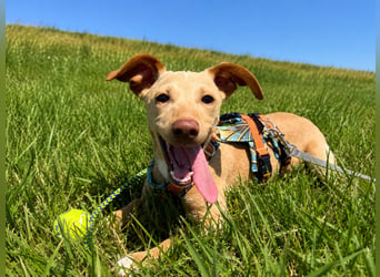 Puma - kleiner Podenco Maneto Mix mit Raketenbeinchen und Ideen im Kopf