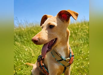 Puma - kleiner Podenco Maneto Mix mit Raketenbeinchen und Ideen im Kopf