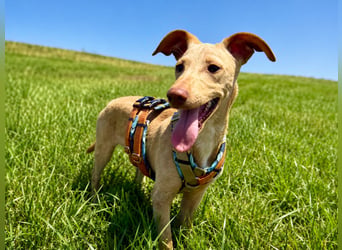 Puma - kleiner Podenco Maneto Mix mit Raketenbeinchen und Ideen im Kopf