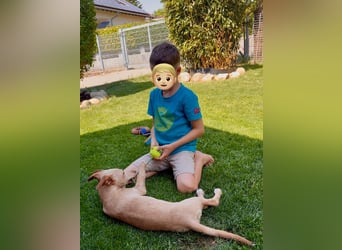 Puma - kleiner Podenco Maneto Mix mit Raketenbeinchen und Ideen im Kopf