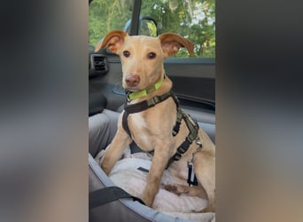 Puma - kleiner Podenco Maneto Mix mit Raketenbeinchen und Ideen im Kopf